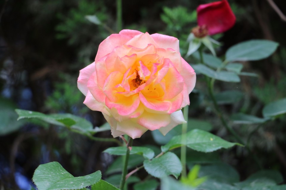 20180511161336_IMG_7120