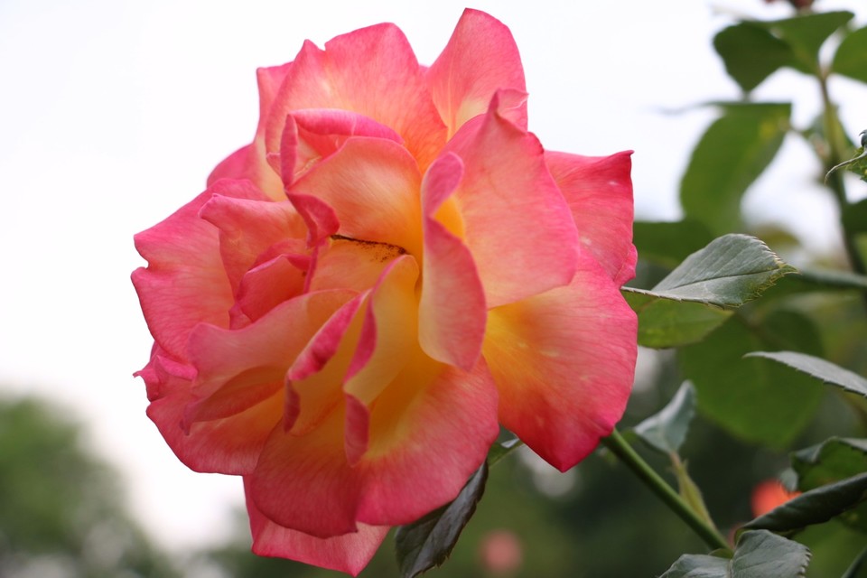 20180511163431_IMG_7177_1