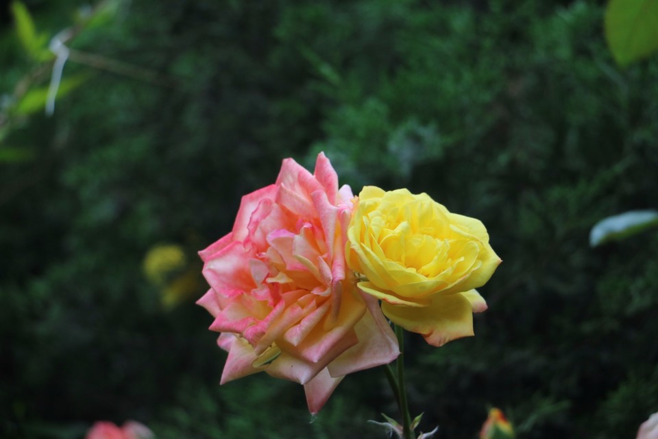 20180511161505_IMG_7127