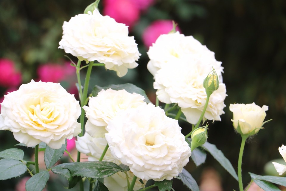 20180511155019_IMG_7052