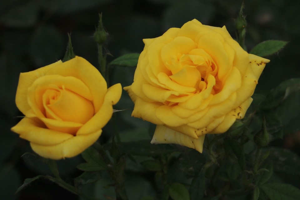 20180511162545_IMG_7150