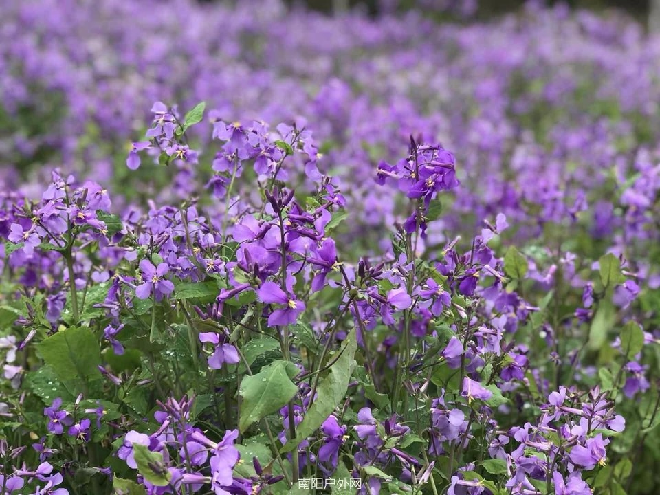 mmexport1521195401167