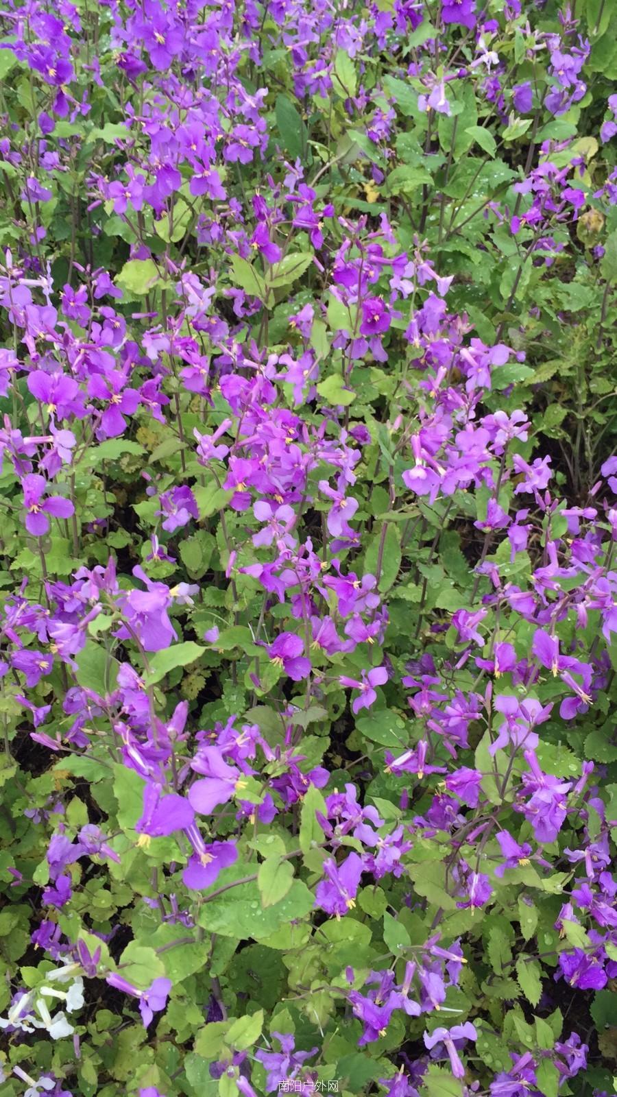 mmexport1521195371989