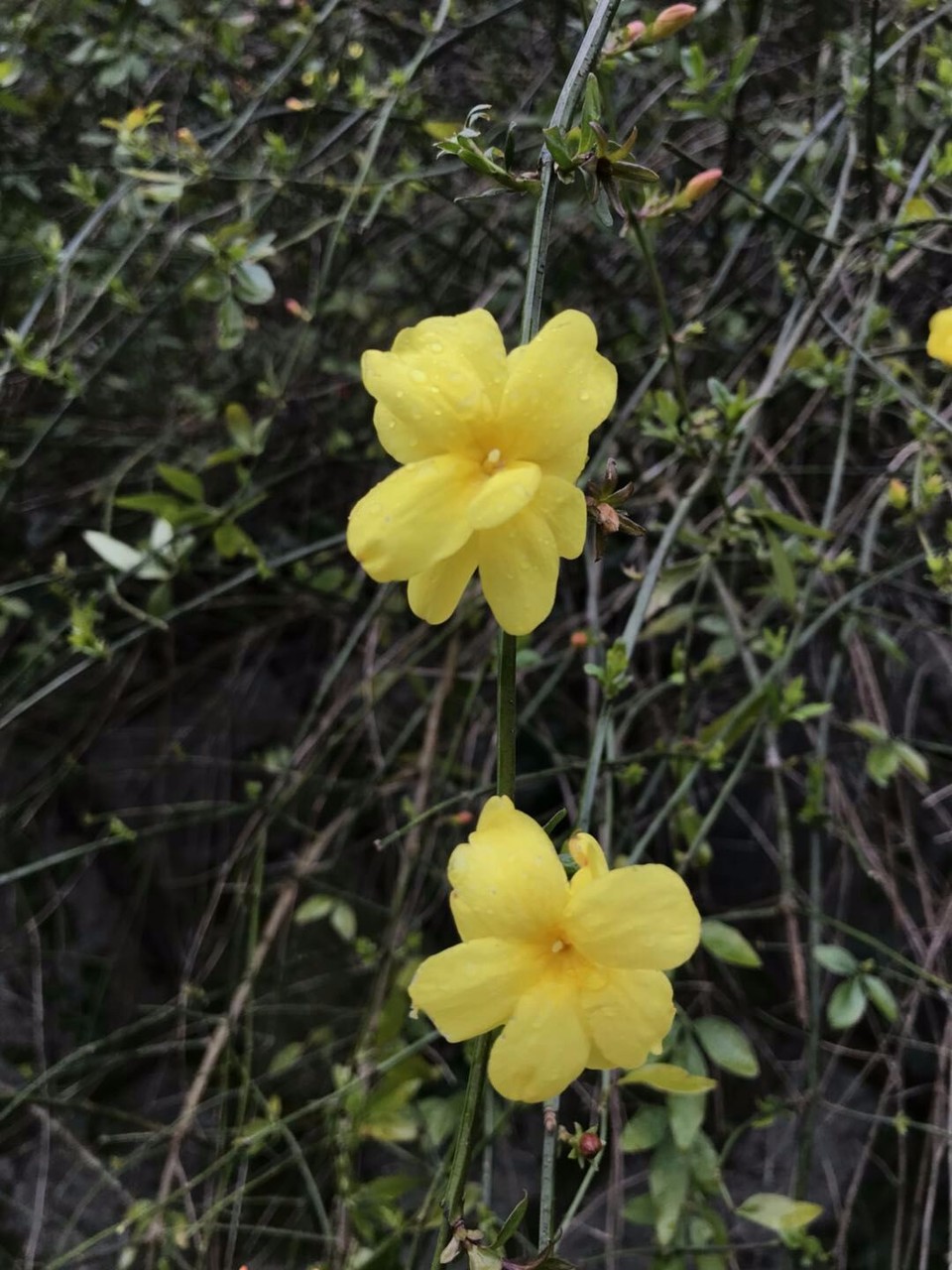 mmexport1521171887466