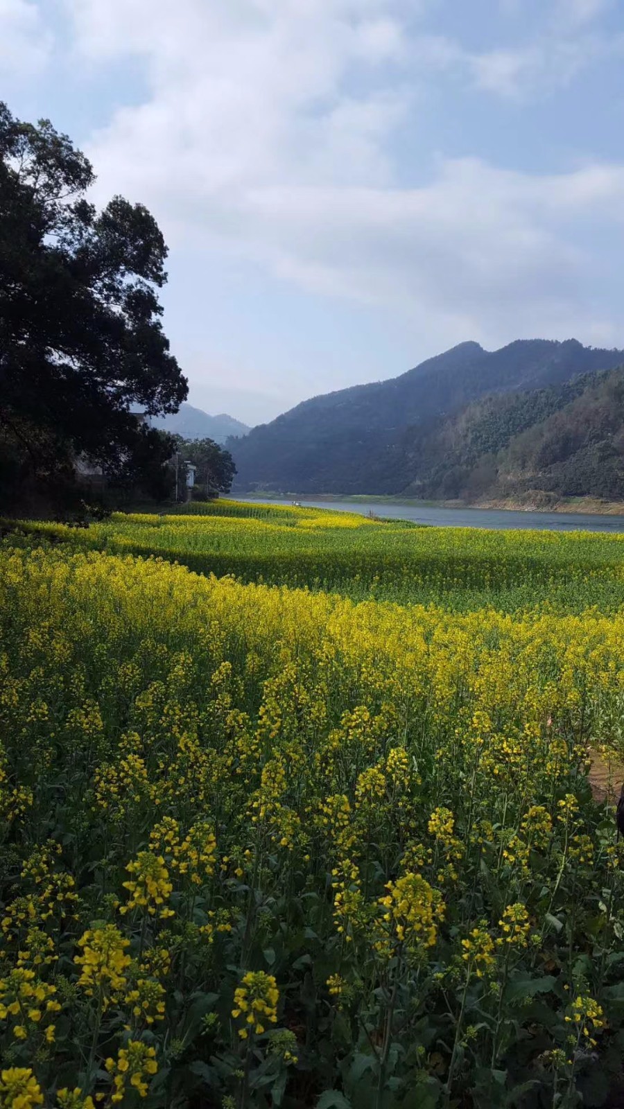 mmexport1521345927814