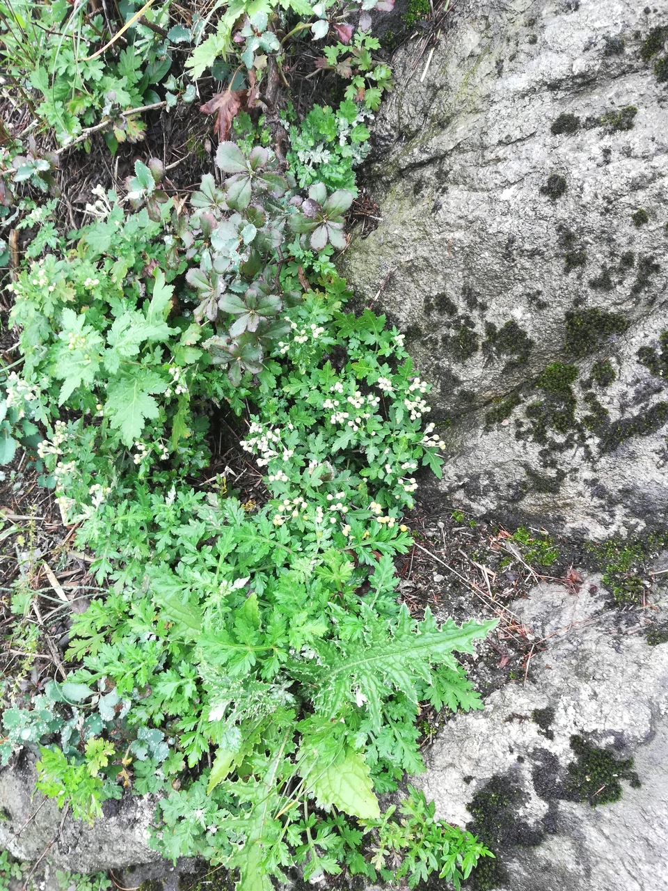 A7tW_d3MJ-Vg7Oee_Y2Inpi94iJ7k28JzknrOnmk-3uH1ADMOFFrcAHB2Kr_wXFN