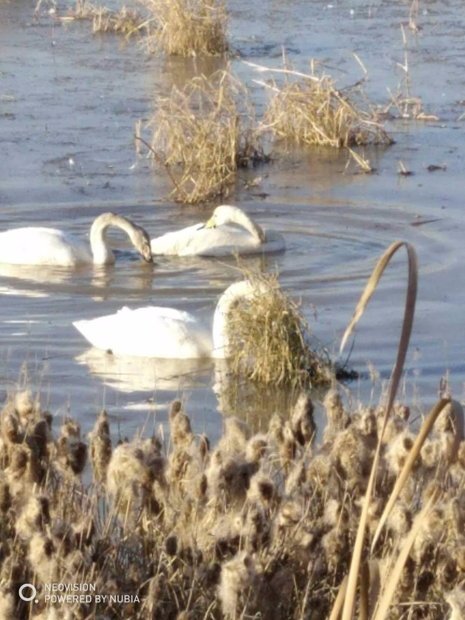 mmexport1513479474908