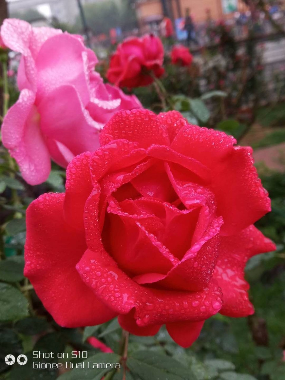 mmexport1525484565499