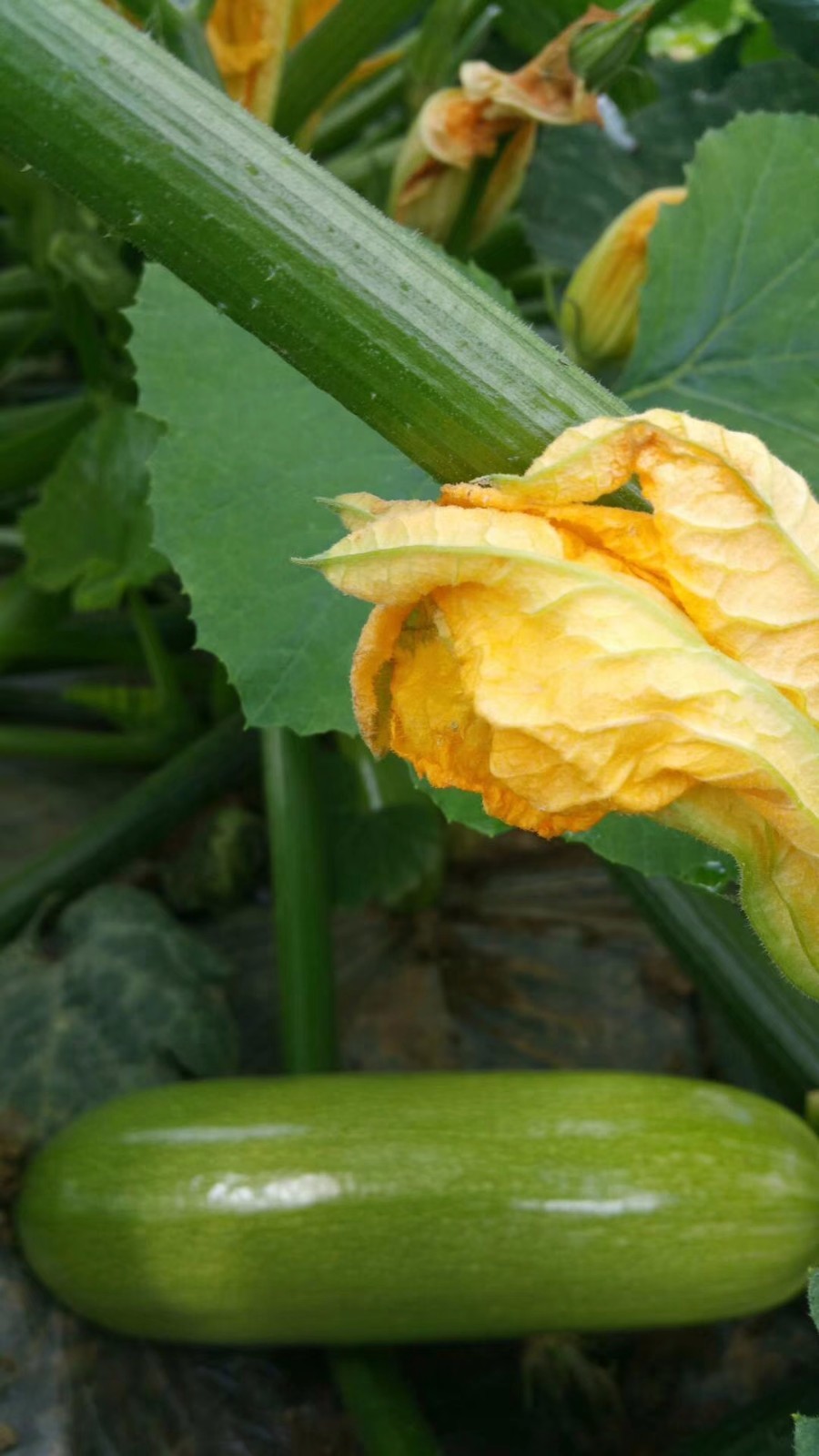 mmexport1525588313050