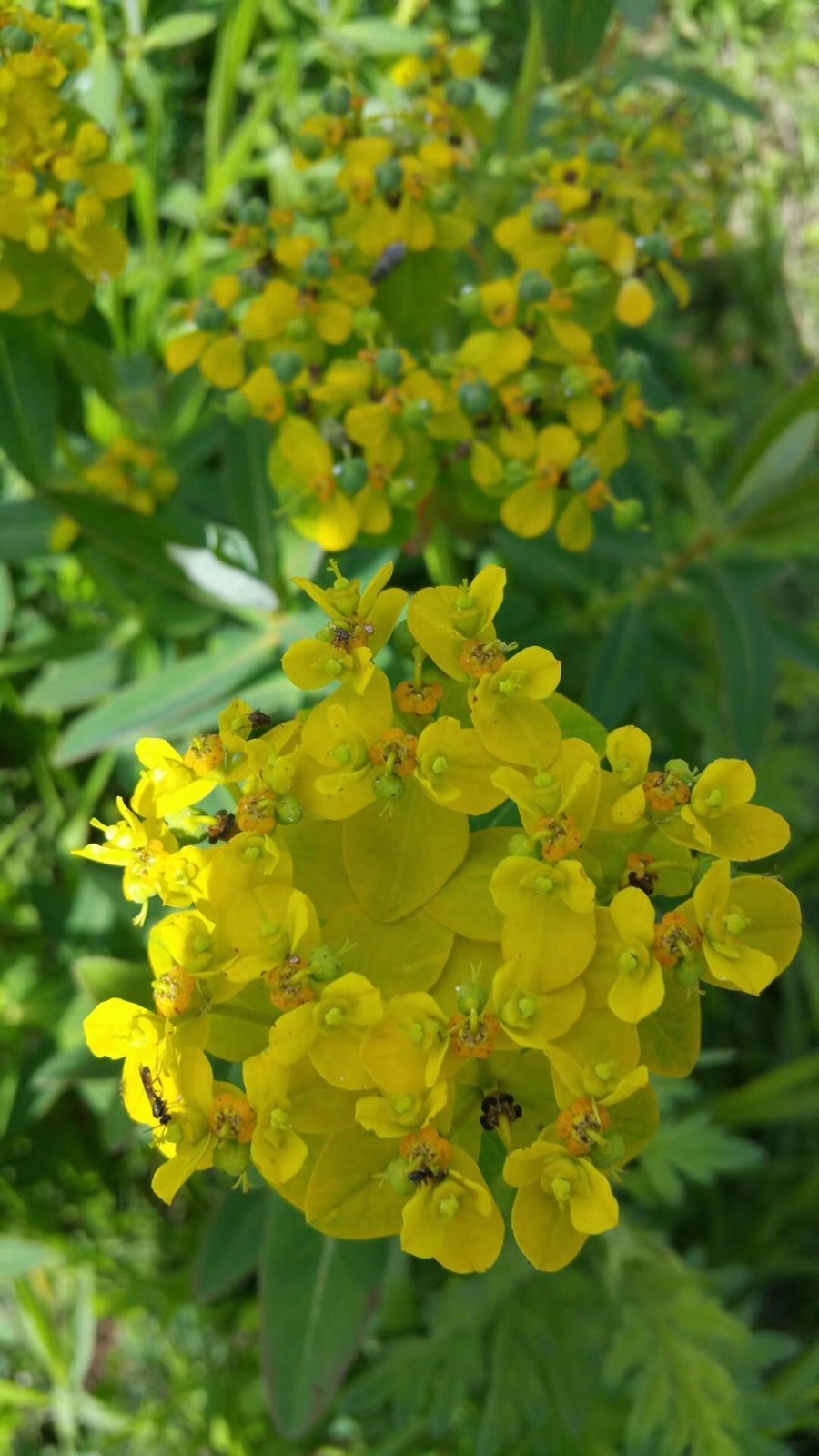 mmexport1525588290525