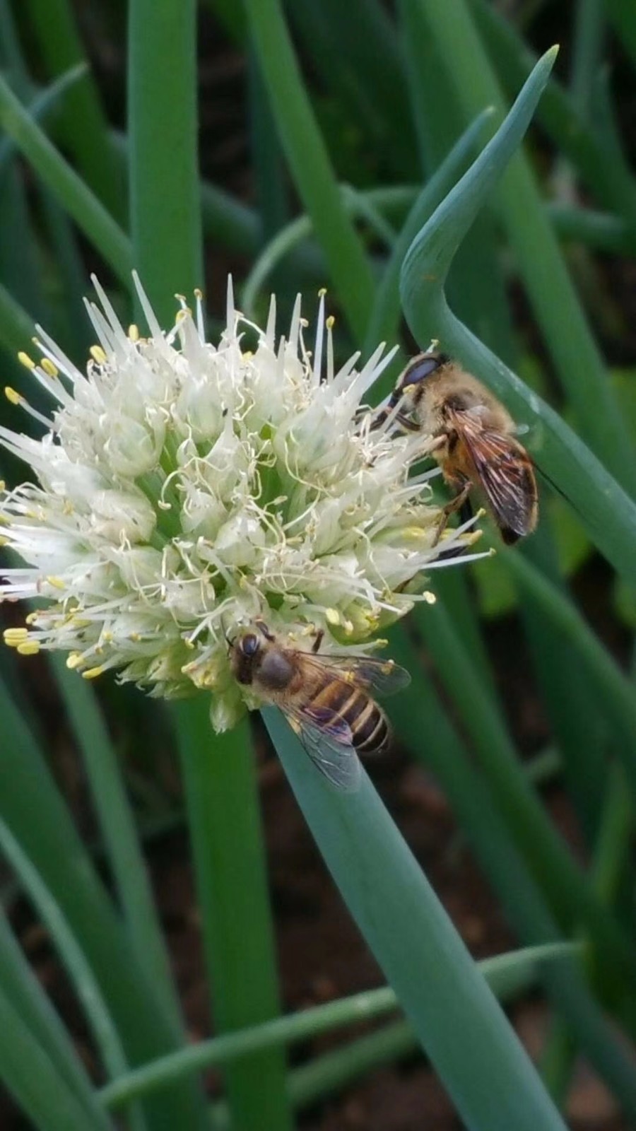 mmexport1525588295035