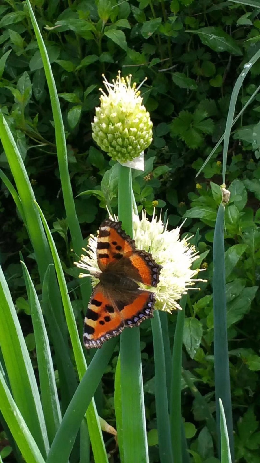 mmexport1525588299545