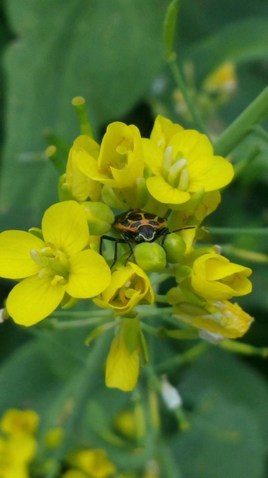 mmexport1525588308635