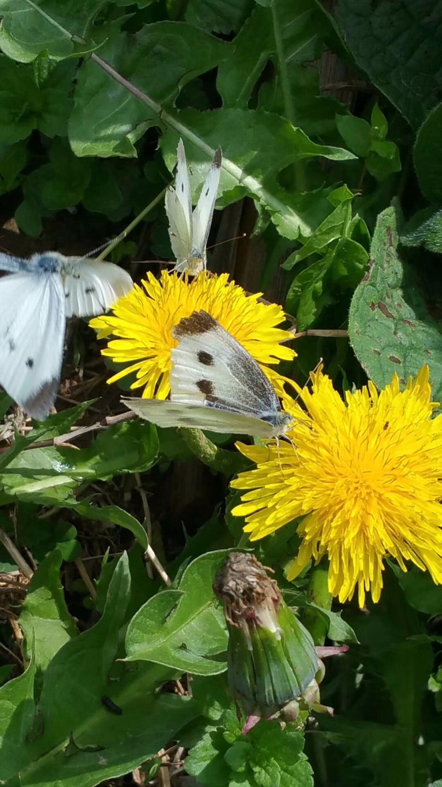 mmexport1525588281481