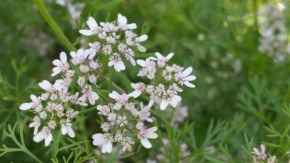 mmexport1525588304092