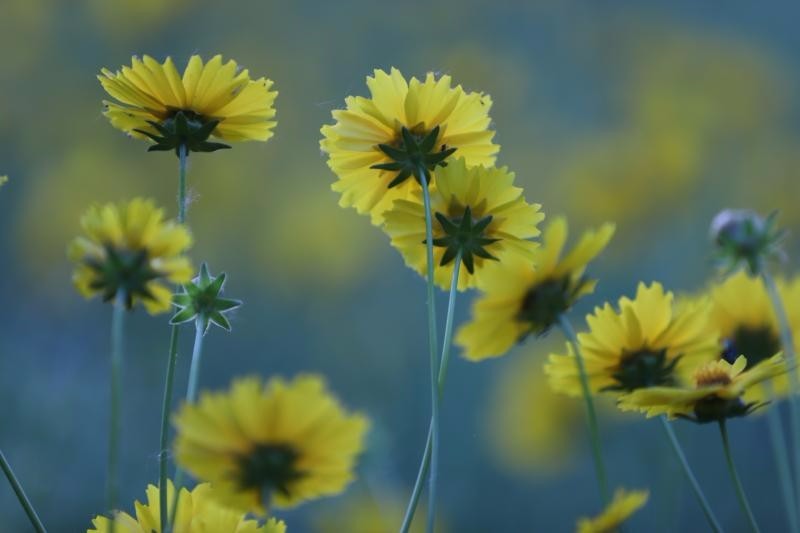 mmexport1526087960063