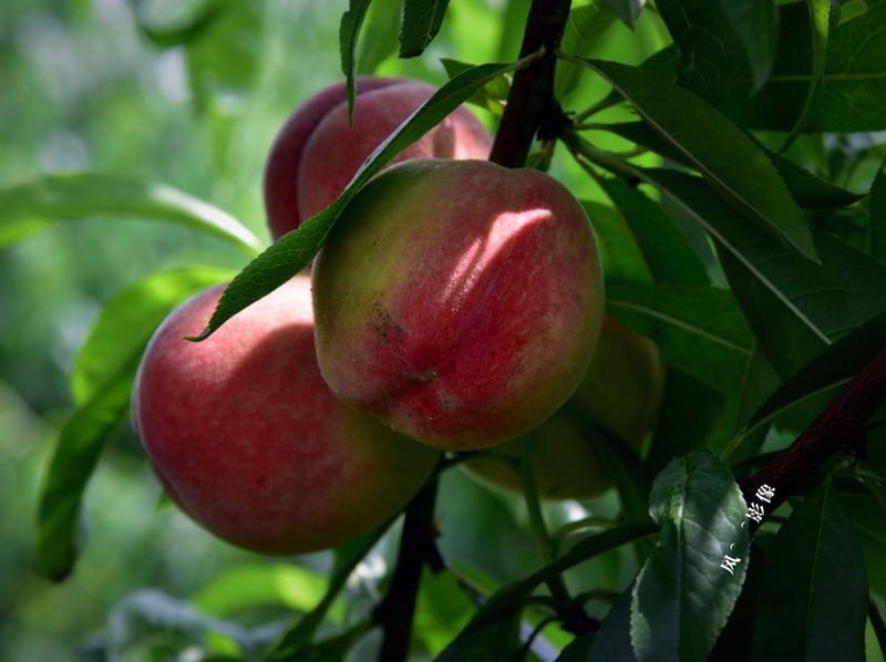 mmexport1526087905398