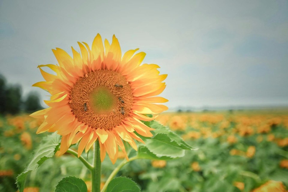 mmexport1526087944238