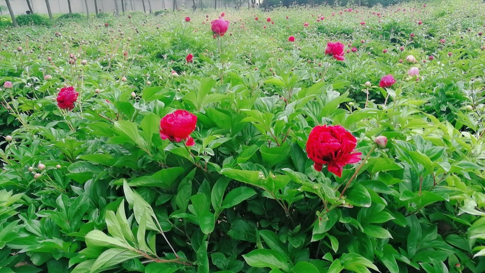 MYXJ_20180422113458_fast