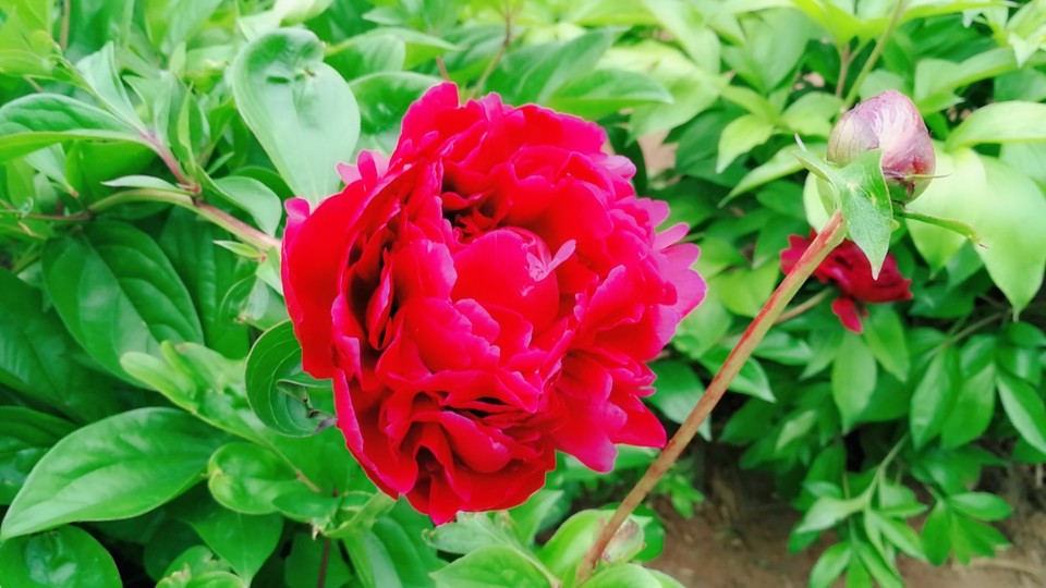 MYXJ_20180422113436_fast