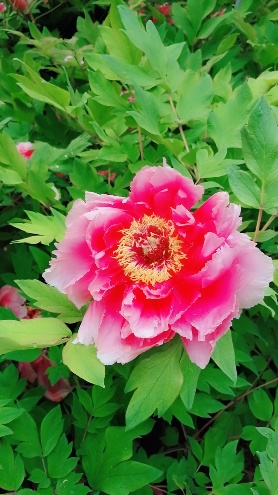 MYXJ_20180422105241_fast