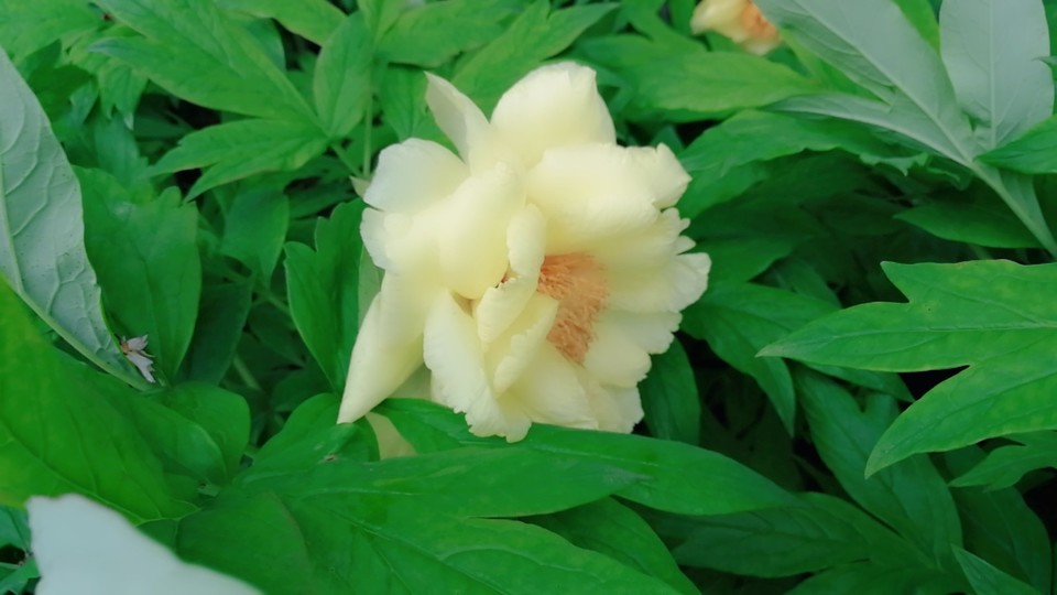 MYXJ_20180422105228_fast