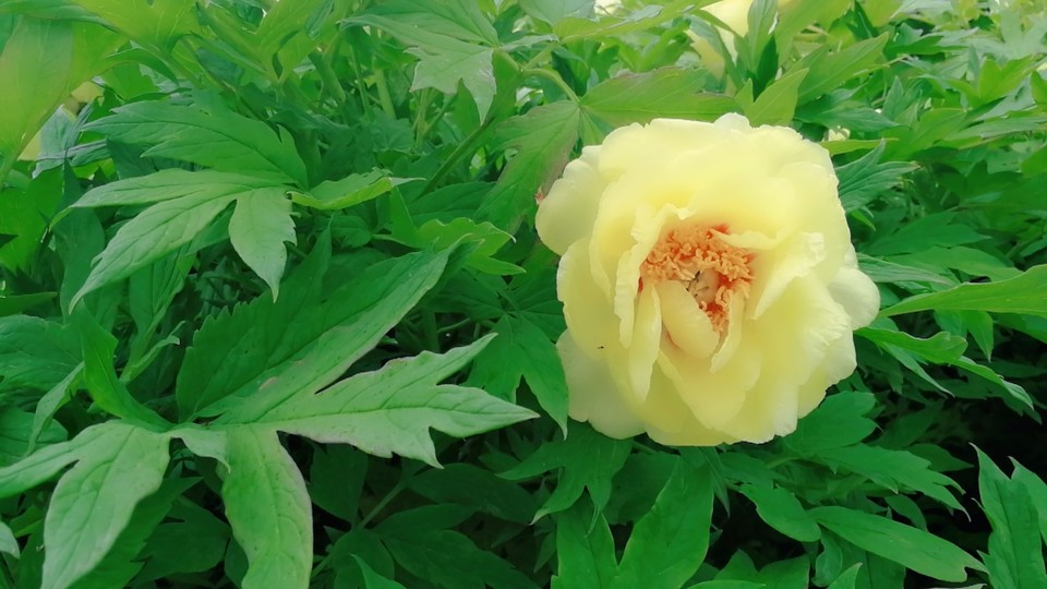 MYXJ_20180422110237_fast