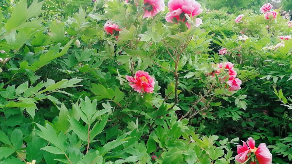 MYXJ_20180422114734_fast