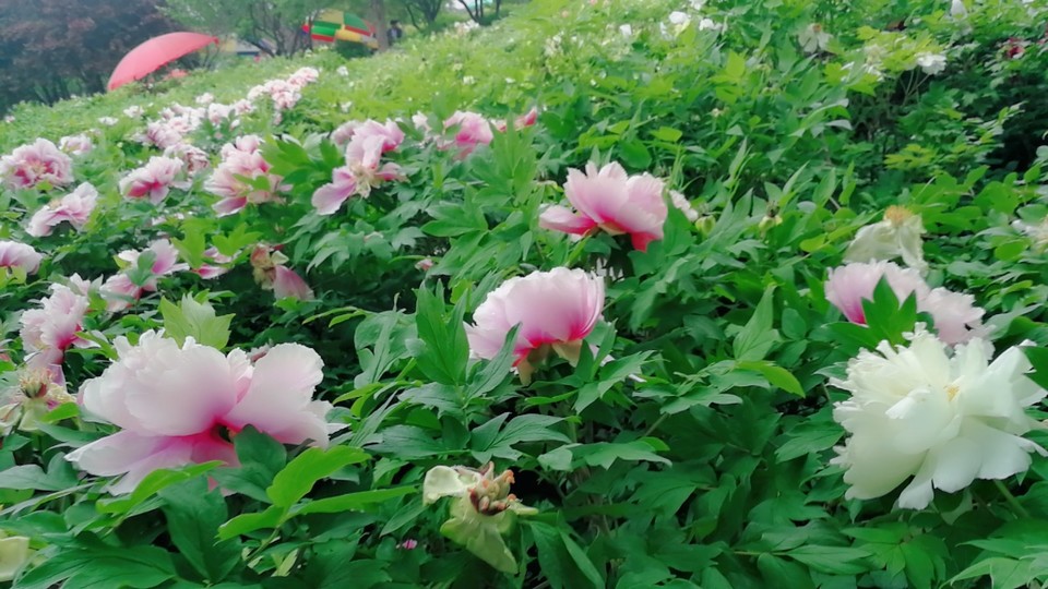 MYXJ_20180422114644_fast