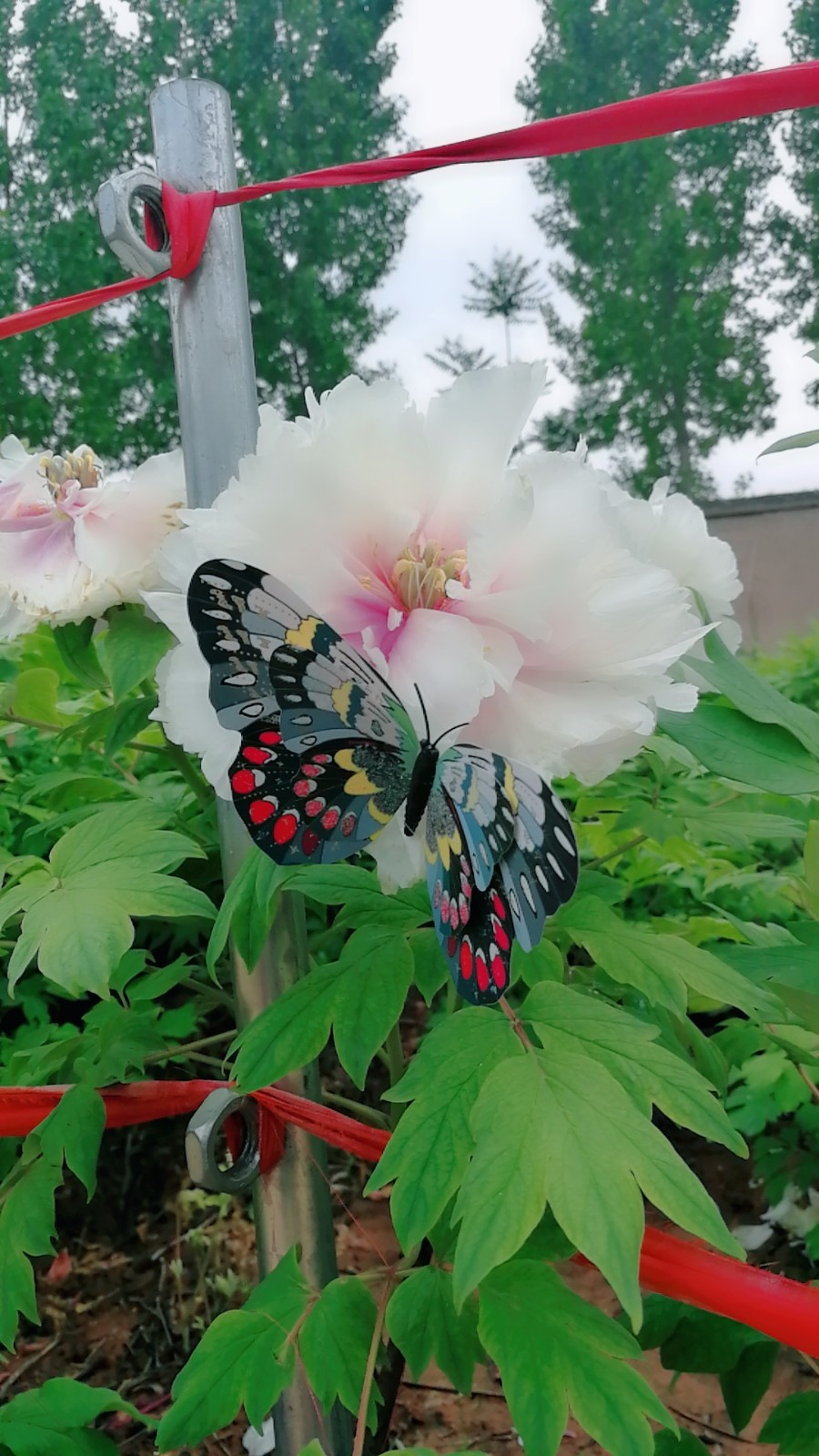 MYXJ_20180422114530_fast