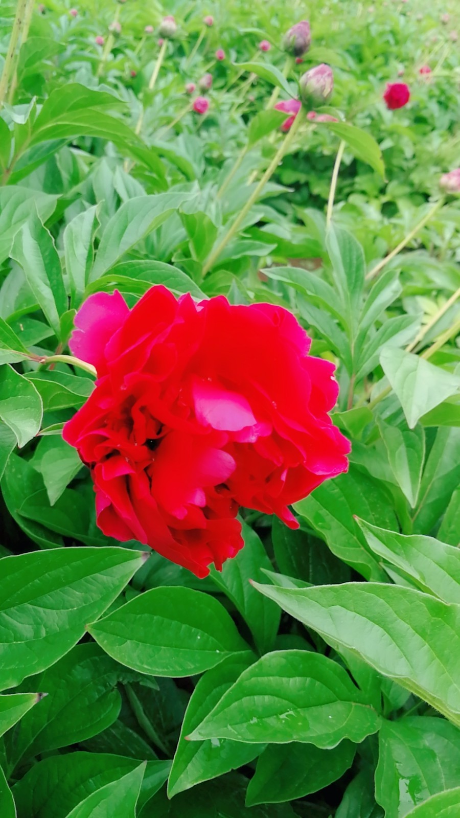 MYXJ_20180422114001_fast