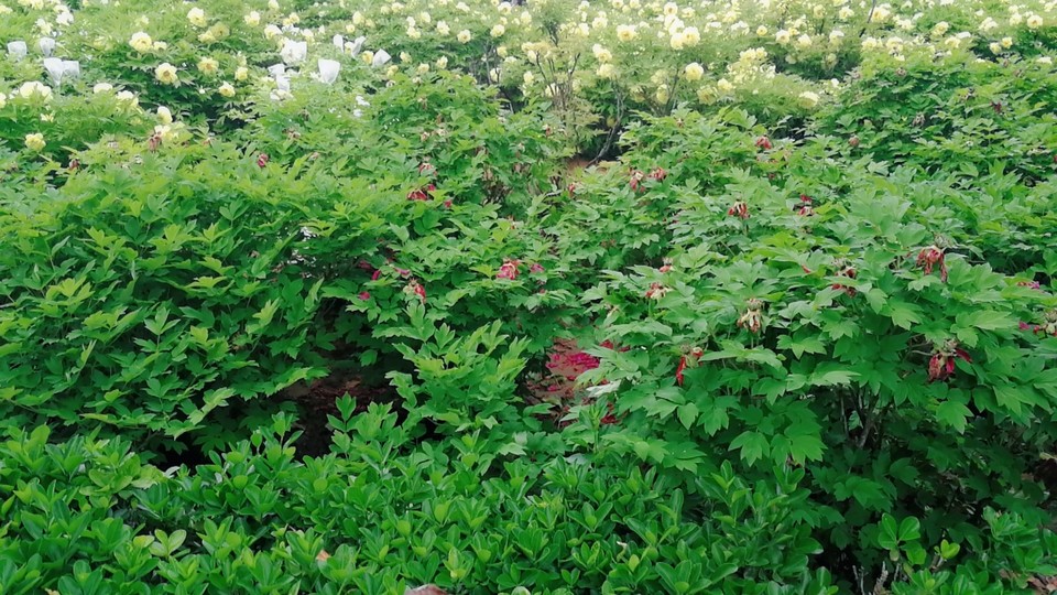 MYXJ_20180422103406_fast