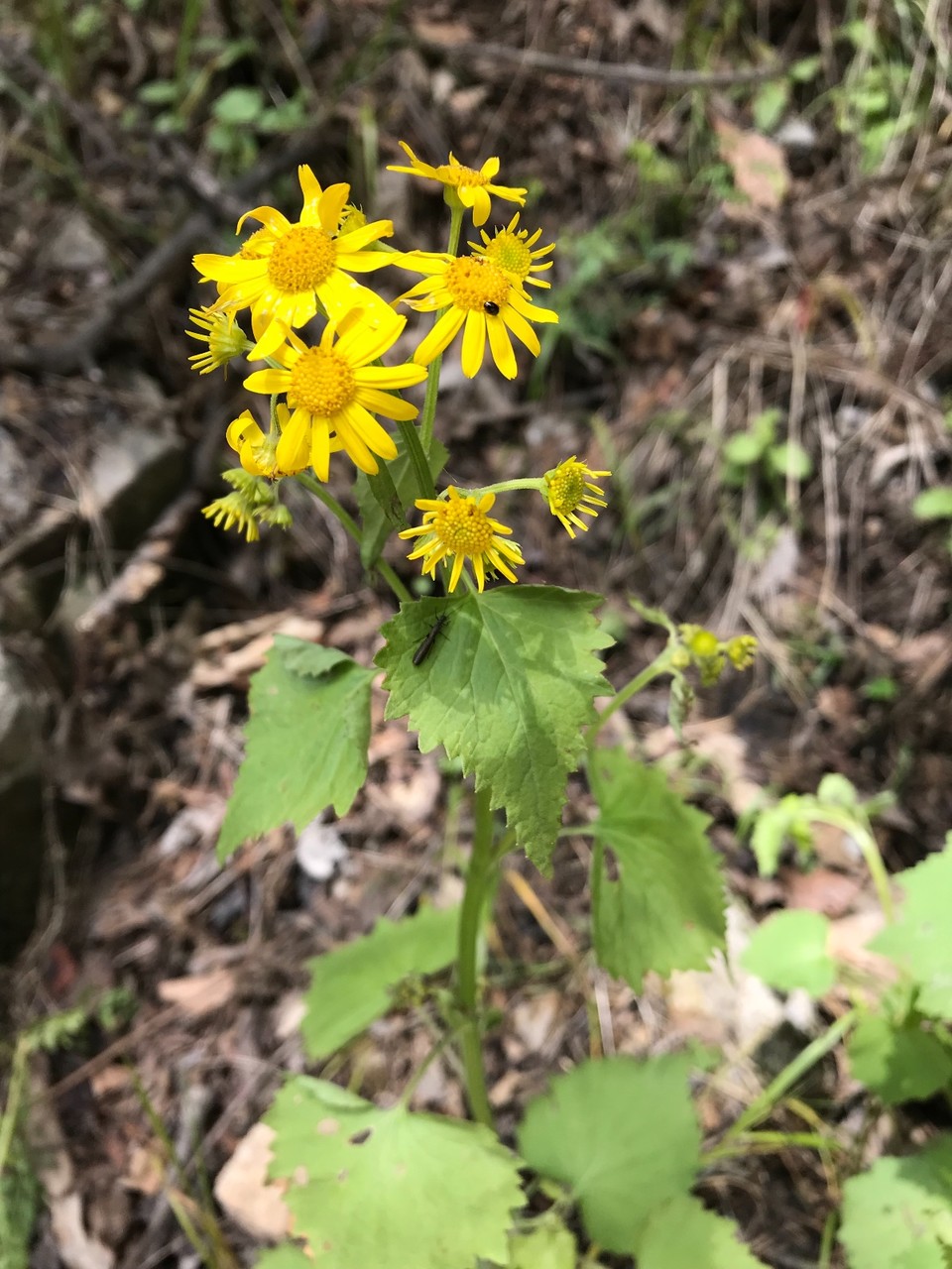 E2C1F4E4-9FB0-475F-9D7B-8B10FF143C8E