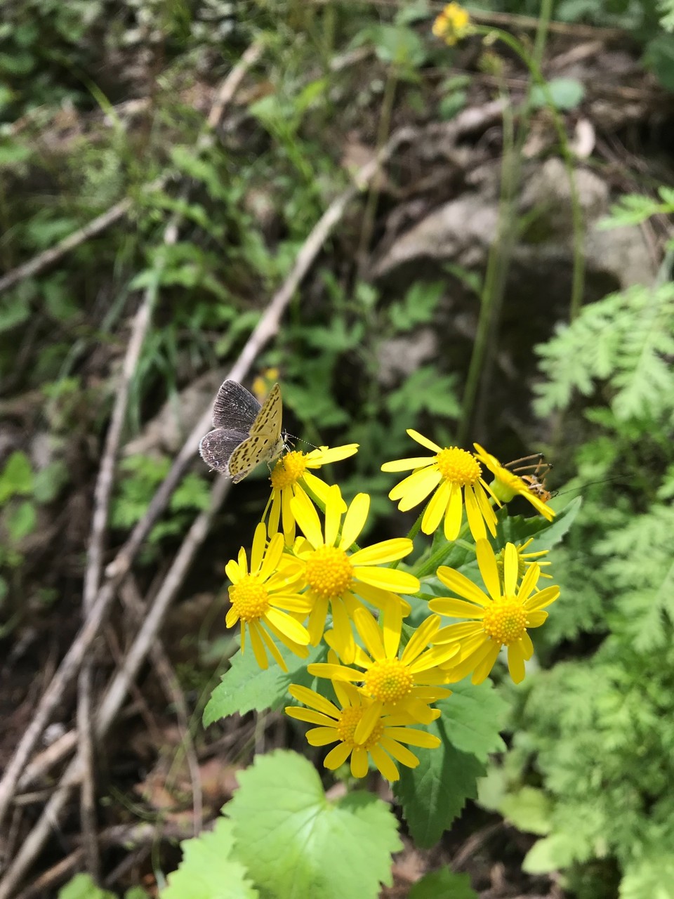 8EB96AFC-AA79-44DD-8114-1C466C84257F