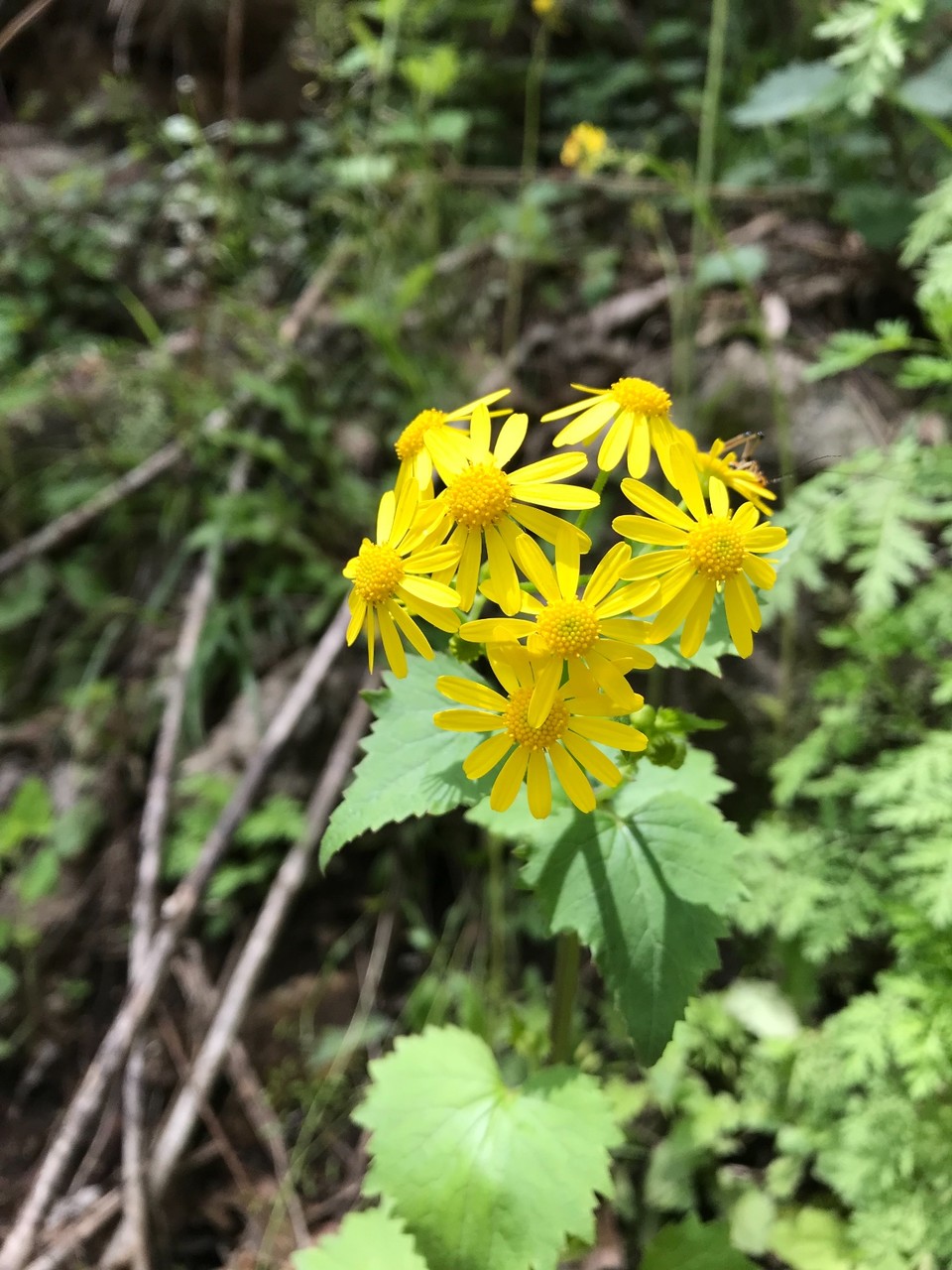 C4E0F1C8-4A8A-45F3-ABC6-3621B0735EAE