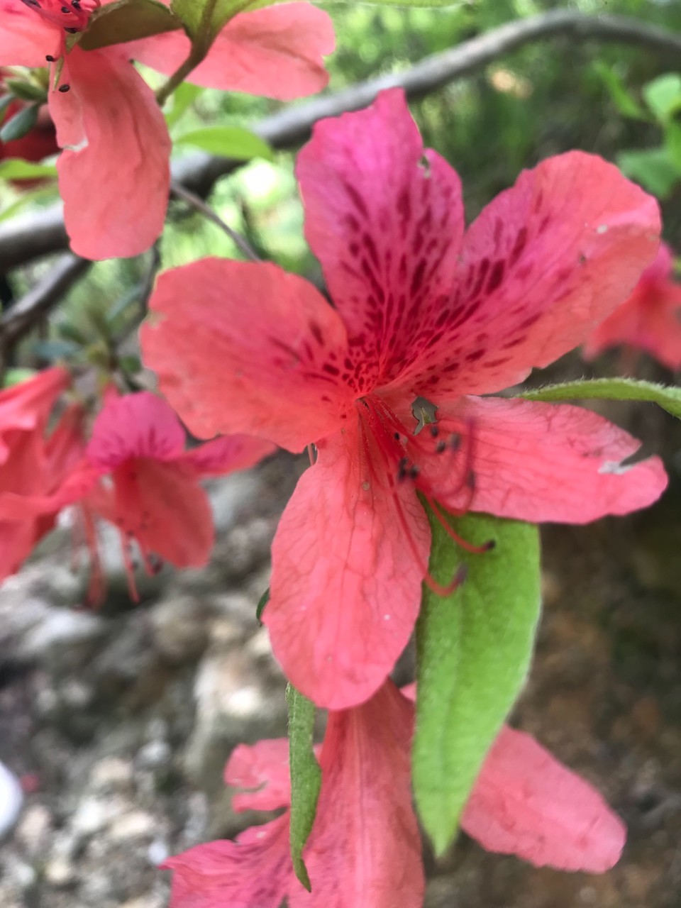 9AC4AC7A-CF89-4764-BEC2-24545B56970D