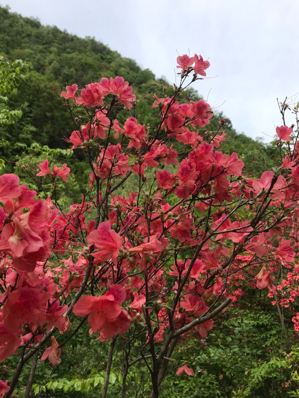 793DAE42-21A3-4091-BF03-5A8055AD7862