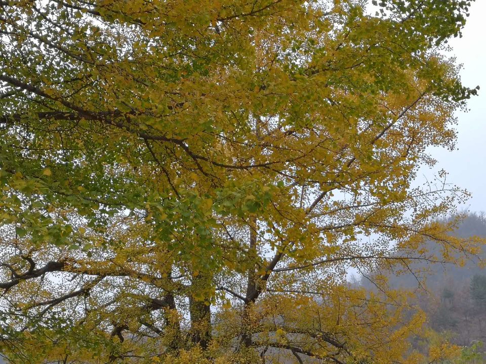 9k7UUn11Vwx_GWfSBc4OYCI9biRNM7kgpuUoGd29FrB_ONDCbPH66_ciCar_CL1C