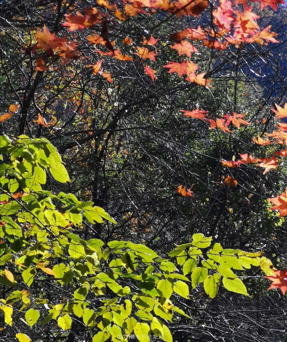 IIvSKiY58cpZxp6xc1u3wCJZ0BSlAdPNFszbie5-SX50oWG0TaLWYAPdQWBfta92