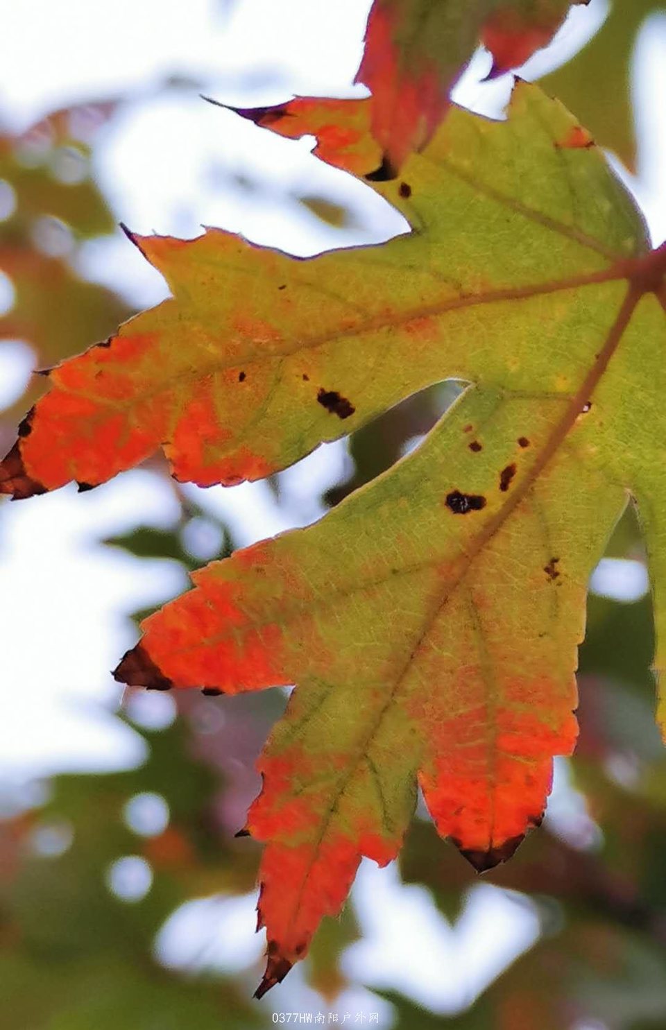 gwqUryyERtJ-BLmEPdhhR3cZ3IraOW4rJovOyUDrymIgu1V5AqYa8LNWj3Ri18NE