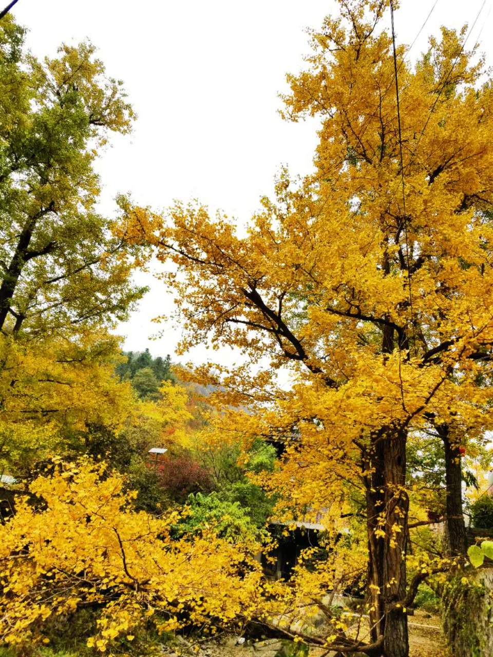 ryZl-L4ad1rxtsEzNNOOpQ8D9L2_ps2qckPN4chSSJtYmia7JLoxap22iMmUw4DE