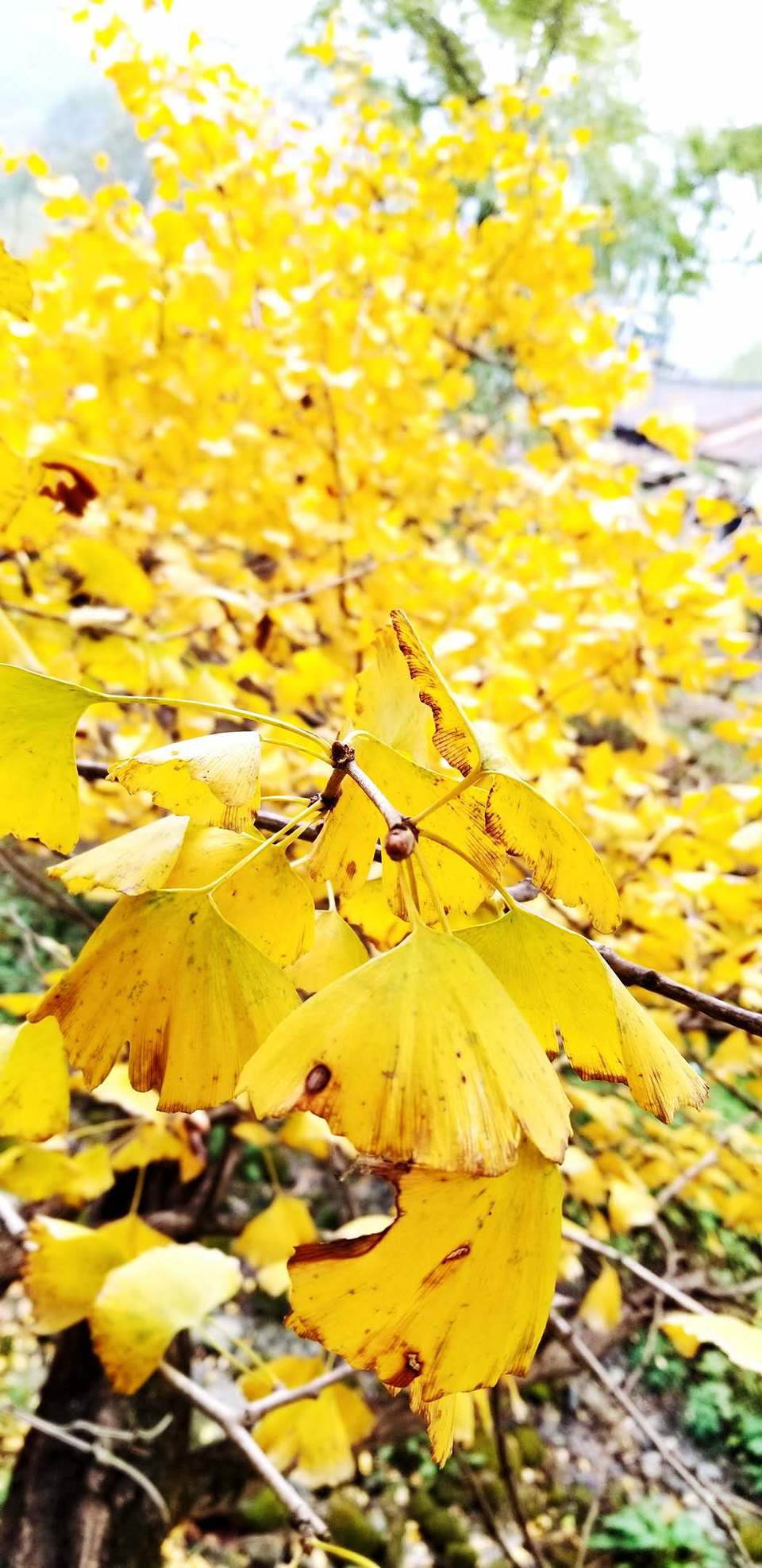 63npUOggi8D0PbydOcrCTG77_s2zSKCQDJaNhvDhSuI9MHLAm7fjHR6M-QBm22Tl