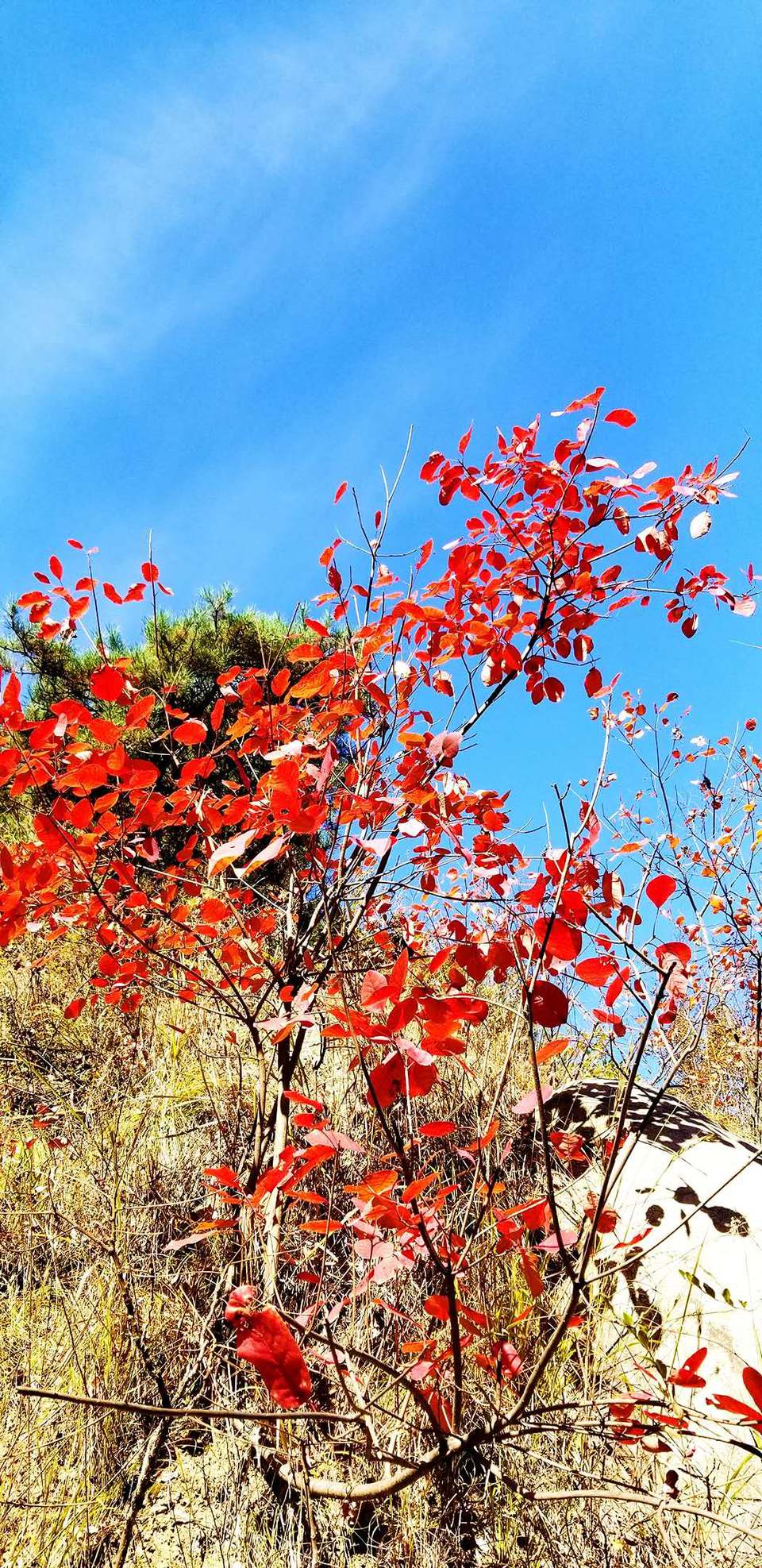 fVpsGHRLhzhT9faSgKFn-tLuR5CJB4hXdjd22DWlm6ZB5LCwfbUd701tuPBK9LFs