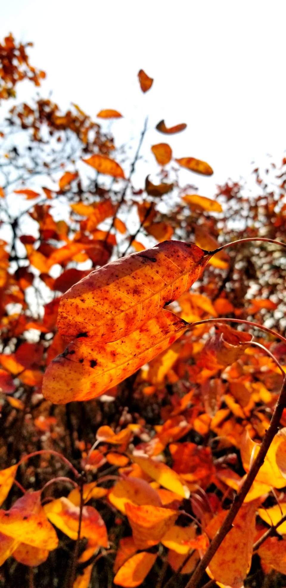 Dho1Qxd3rkSLwX9omQy1zkhG7eZXFvStaWkOkxN9N0Ni_uI4C7Vmz30TP7xCPw3T