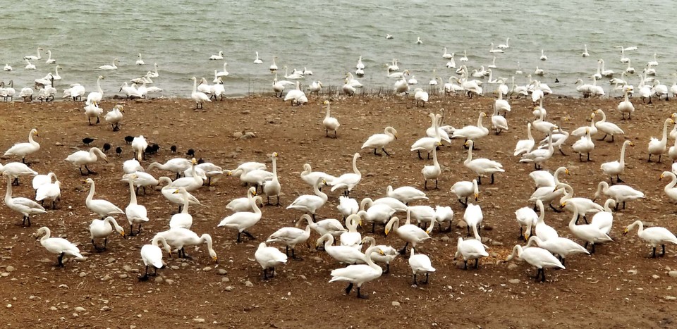 KLMvlitCOBuRKrnPNRYlKdsRYI_s7-4yaleK_XPshuox7buvRRxJxMNWjV4W4w5X