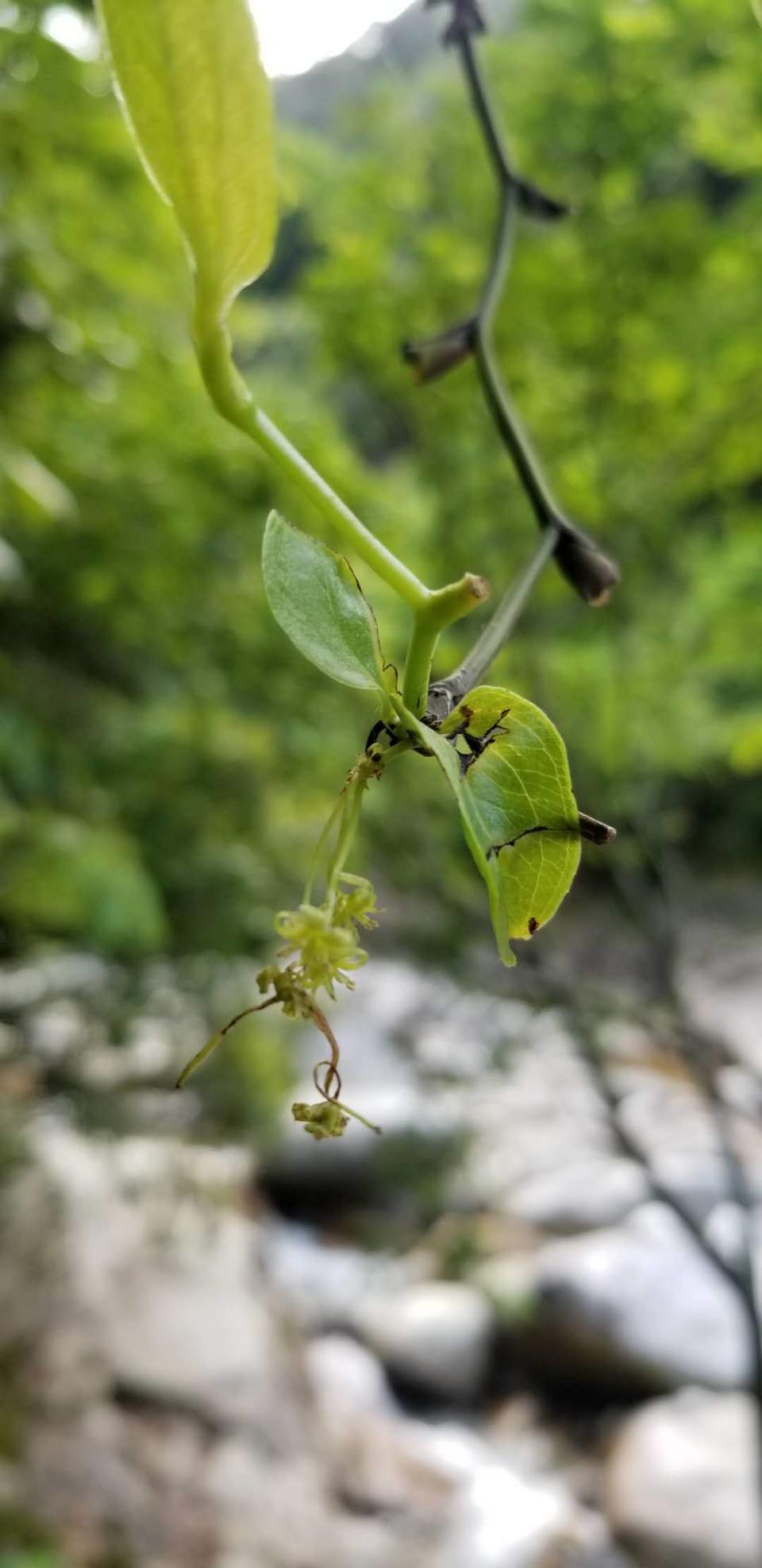 0hW68qgfNWMFVyUC2Qp8ELUSf7qmfvXT2MVIf-V43dLUgZDvxlJgFLmJm3Og-iKi