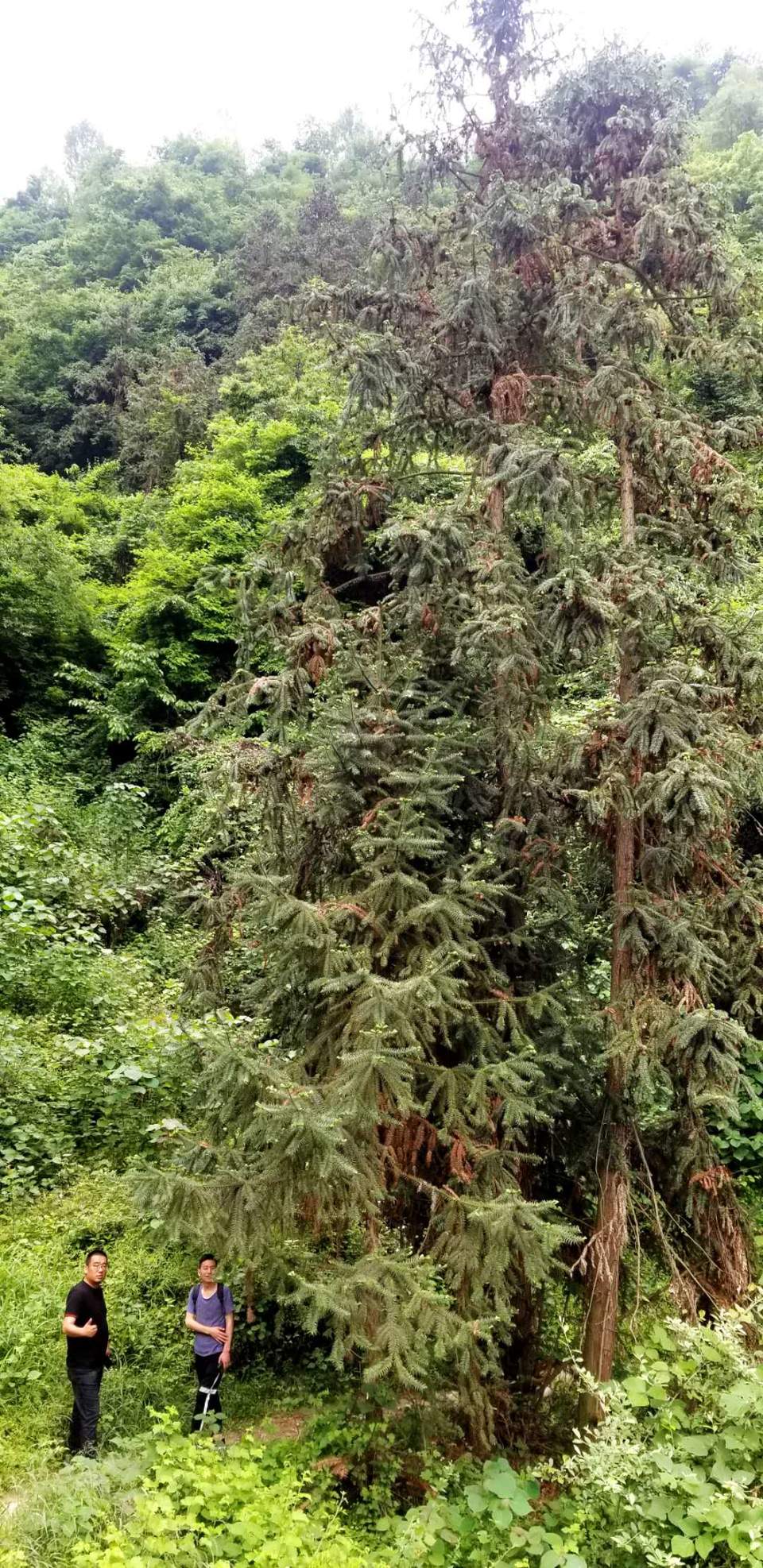 dTWgZWVyUgnFSyDmMVo6jPcC9RpdgqKQPwE6w3hBVTrKaI_9PoMeO-GQf8yhXonX