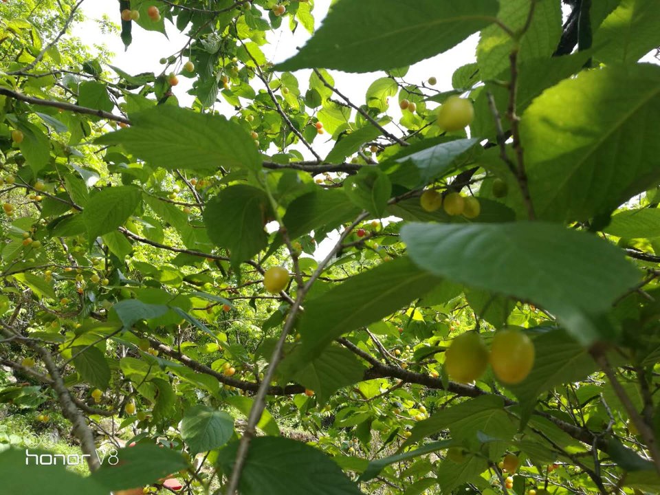 PCMX_jX5u050YIUO7ckRHto2a_n9qX8VpopEolptn2mzsed-QMdN0m6P9ljz642Y