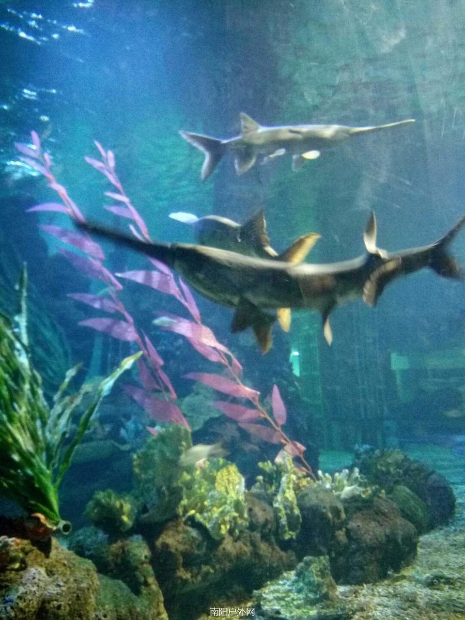 mmexport1519029976359