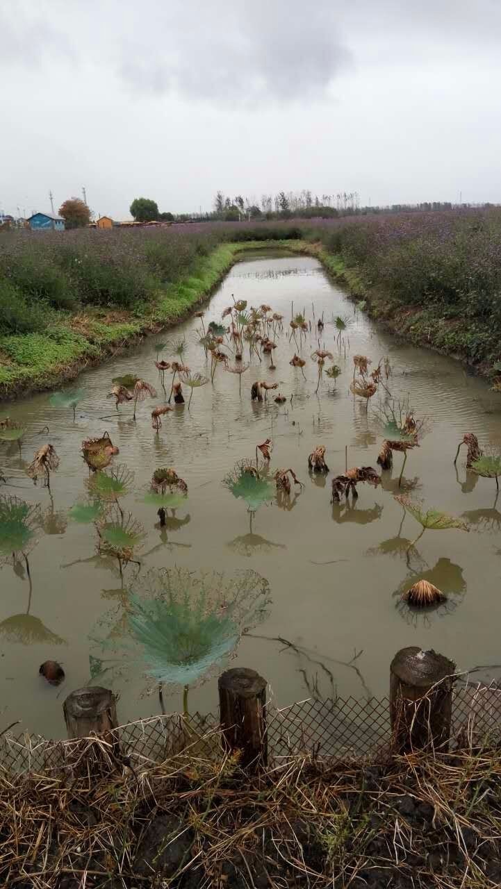 mmexport1506950239401